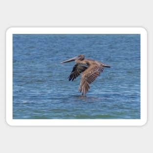 Flying Brown Pelican Touches Water with Wing Sticker